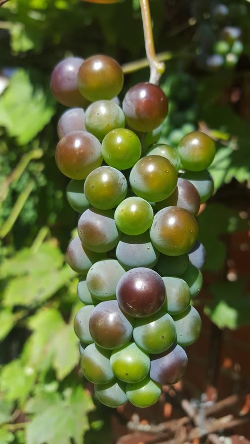 Гостевой дом Pas Birute Каунас-11