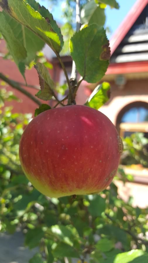 Гостевой дом Pas Birute Каунас-12