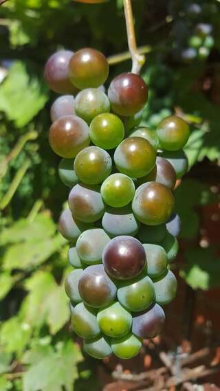 Гостевой дом Pas Birute Каунас-7